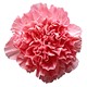 send pink carnations for capricorn