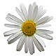 send daisys for Libra