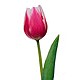 send tulips for Sagittarius