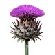 send thistles for Aries