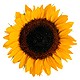 send sunflowers for Leo